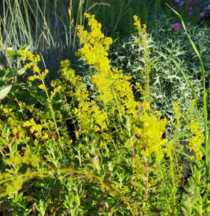 Galium verum